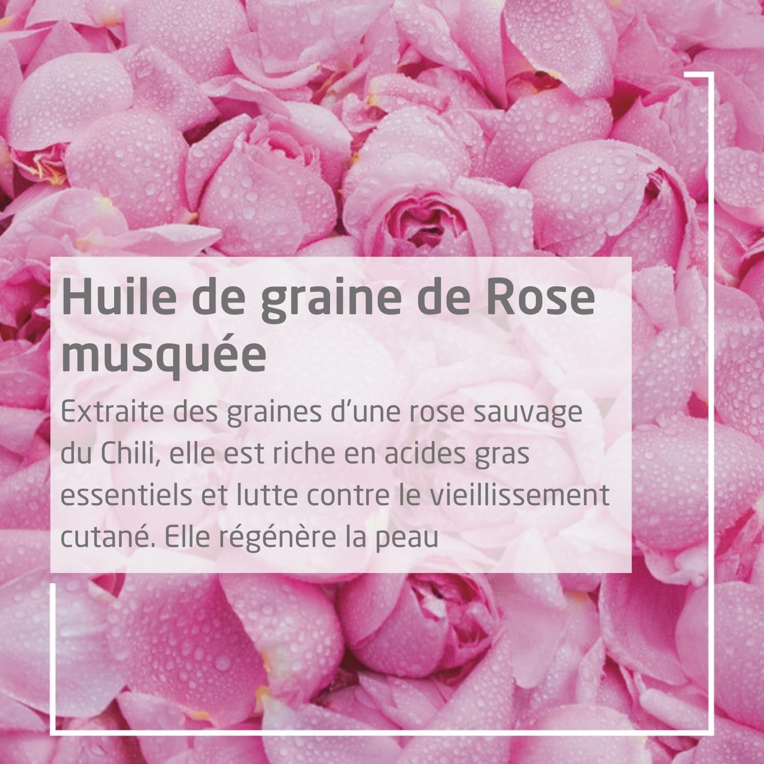 - Huile Harmonisante À La Rose Musquée - Lisse Et Embellit - Favorise La Tonicité De La Peau - NATRUE* - Vegan*** - 100 Ml